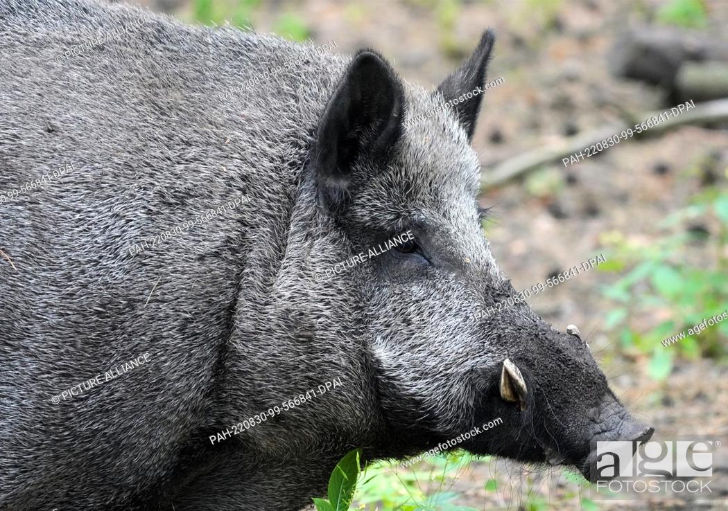 01 August 2022, Brandenburg, Schorfheide/Ot Groß Schönebeck: A wild boar  (Sus scrofa) walks through..., Stock Photo, Picture And Rights Managed  Image. Pic. PAH-220830-99-566841-DPAI | agefotostock