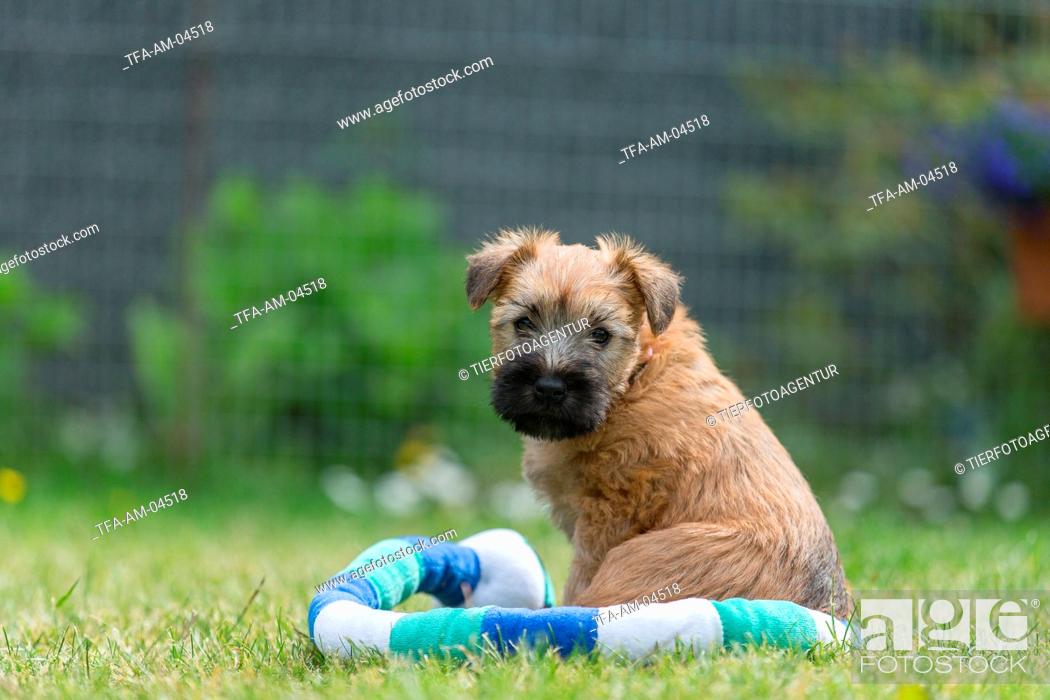 Irish Soft Coated Wheaten Terrier Puppy Stock Photo Picture And Rights Managed Image Pic Tfa Am 04518 Agefotostock