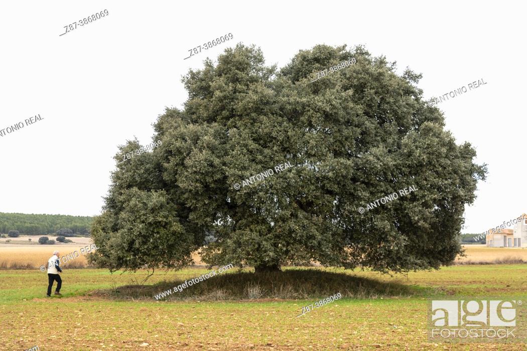 Stock Photo: Centennial holm oaks (Quercus ilex). Los Pozuelos. Almansa. Albacete.
