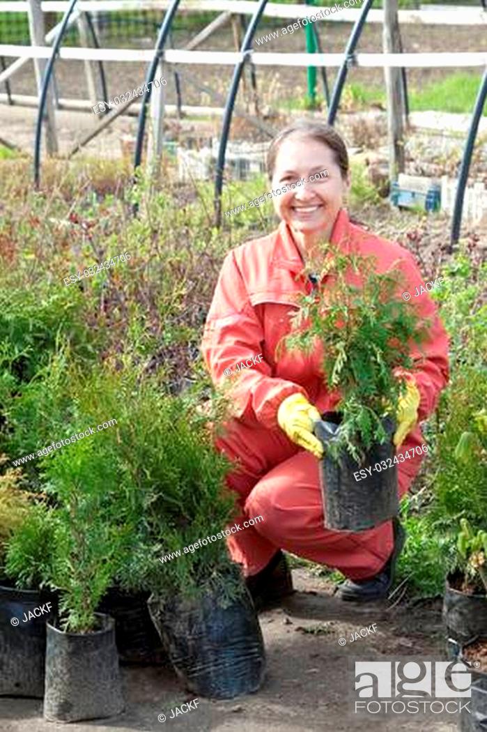 Stock Photo: Female gardener chooses thuja sprouts at market.