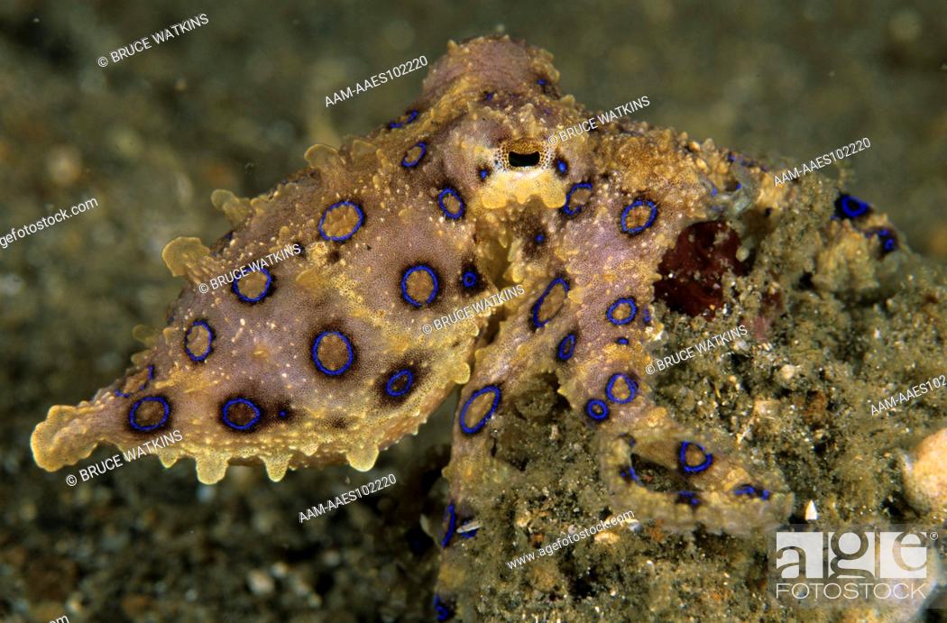 Stock Photo: Blue-ringed Octopus (Hapalochlaena lunulata), N. Sulawesi, Indonesia.
