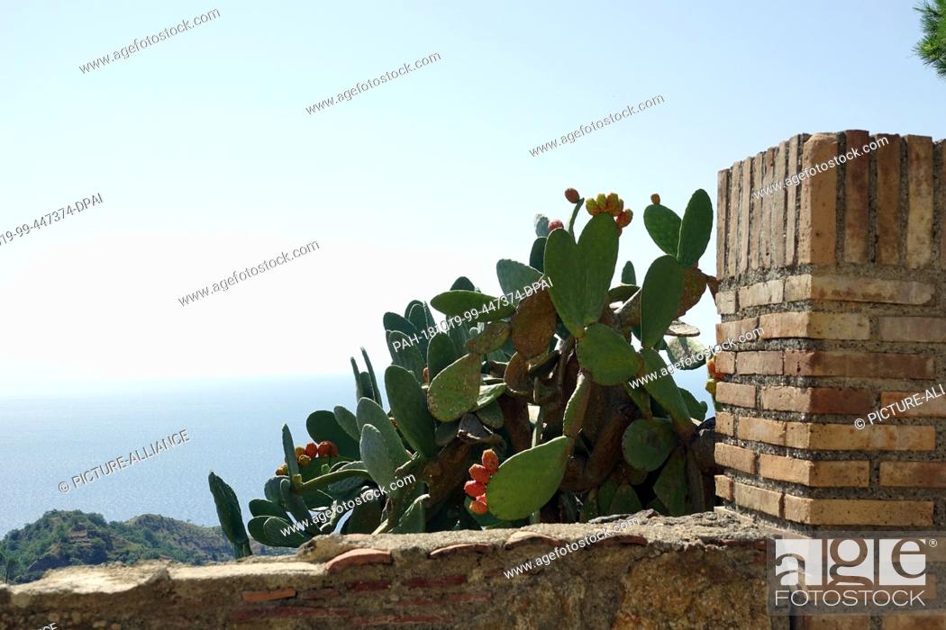 Stock Photo: 05 September 2018, Italy, Savoca: 05 September 2018, Italy, Savoca: An opuntia (cactus) stands behind a wall in the Sicilian town of Savoca.