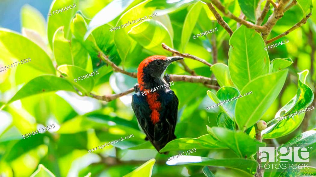 Stock Photo: Bird (Scarlet-backed Flowerpecker, Dicaeum cruentatum) male black color with red streak down its back perched on a tree in a nature wild.