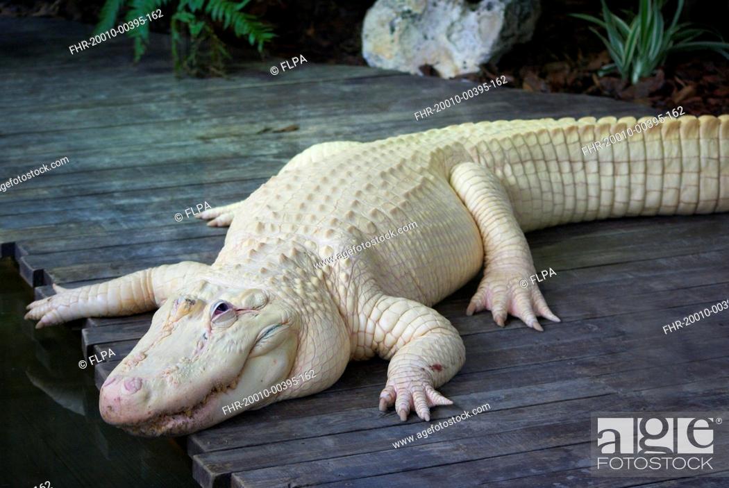 Stock Photo: American Alligator (Alligator mississipiensis) leucistic adult, Florida, U.S.A., June (captive).