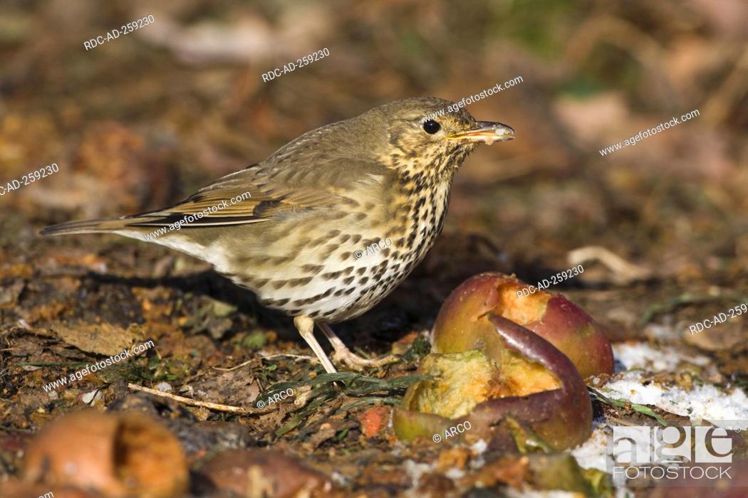 Stock Photo: Song-Thrush at windfalls Germany Turdus philomelos side apples.