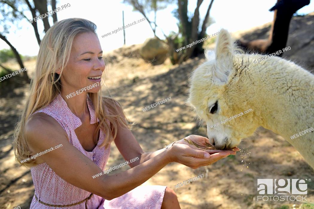 Stock Photo: Blond mature woman with drinking young alpaca.