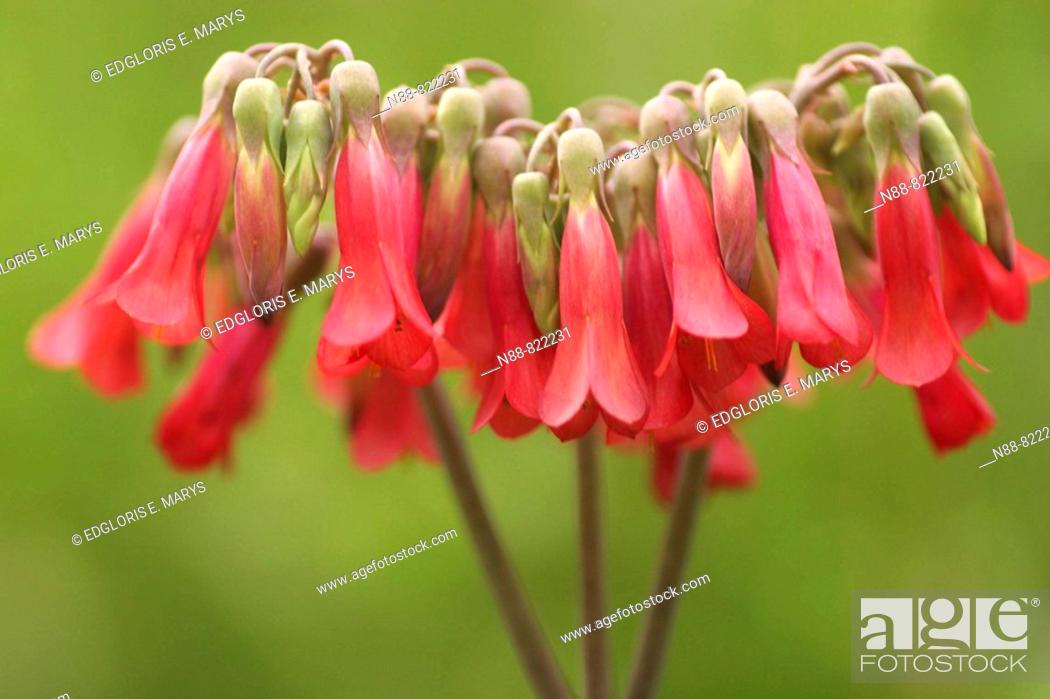 Stock Photo: Kalanchoe tubiflora (Fabaceae) flowers. Altos de Pipe, Estado Miranda, Venezuela.
