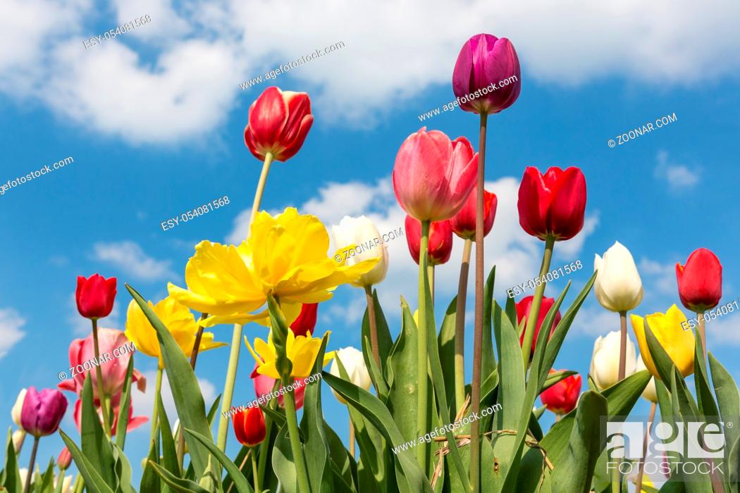 Stock Photo: Beautiful colorful tulips against a blue sky with clouds.