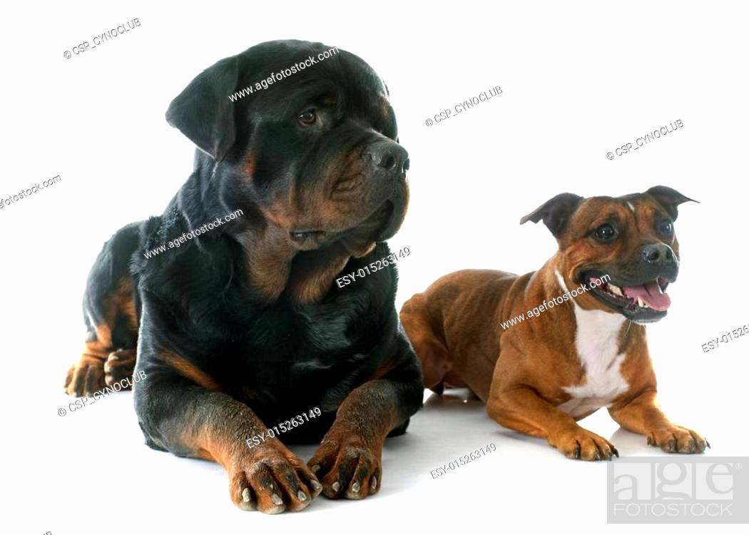 Stock Photo: Staffordshire bull terrier and rottweiler.