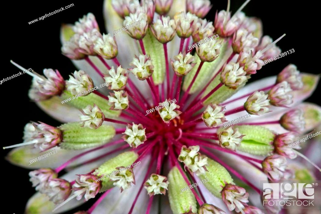 Stock Photo: Great masterwort (Astrantia major, Astrantia biebersteinii, Astrantia carinthiaca), flowers, Germany.