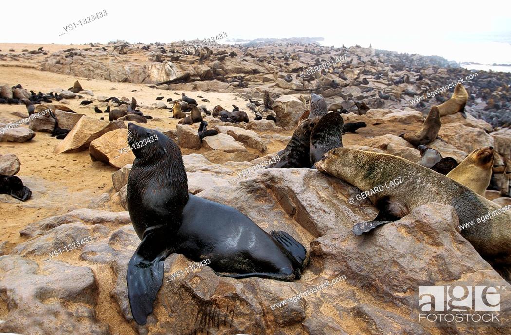 Stock Photo: SOUTH AFRICAN FUR SEAL arctocephalus pusillus, COLONY STANDING ON ROCK, CAPE CROSS IN NAMIBIA.