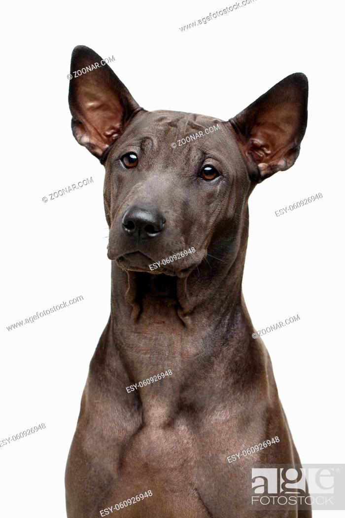 Stock Photo: beautiful bacl thai ridgeback puppy dog with super short fur hair. studio shot isolated on white background. copy space.