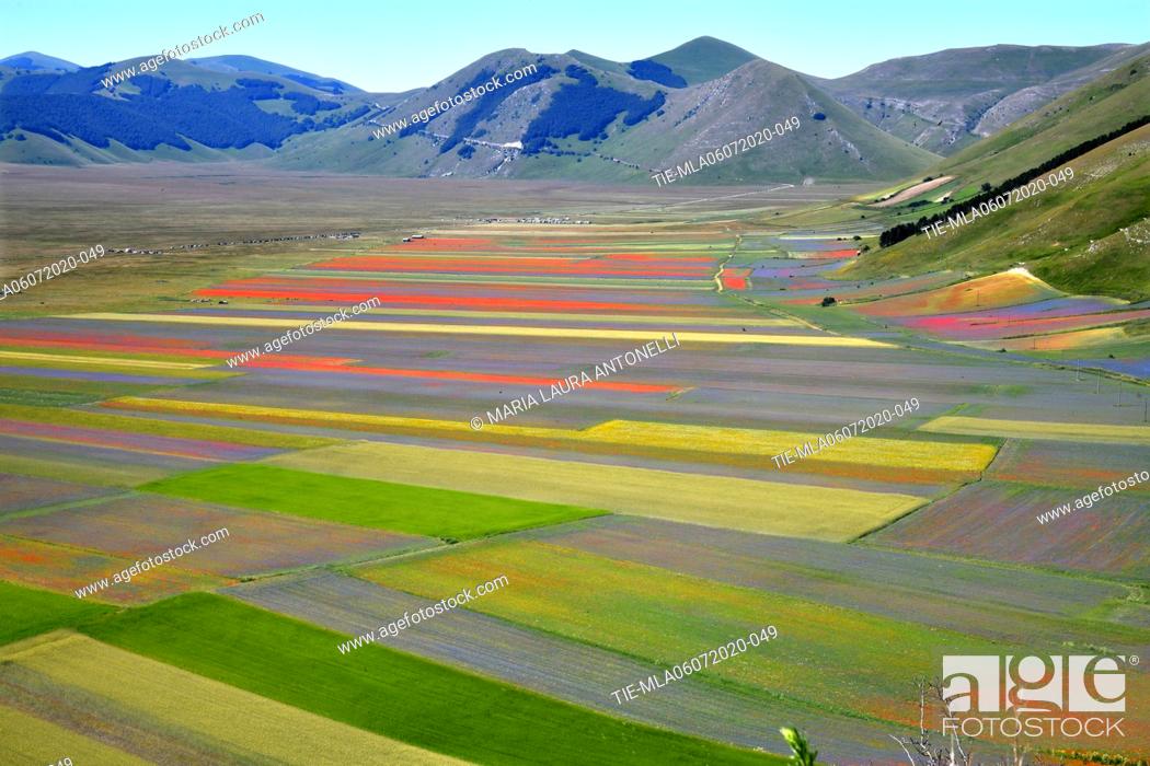 Stock Photo: Flowering of lentils fields , Castelluccio di Norcia (Perugia) ITALY-07-07-2020.