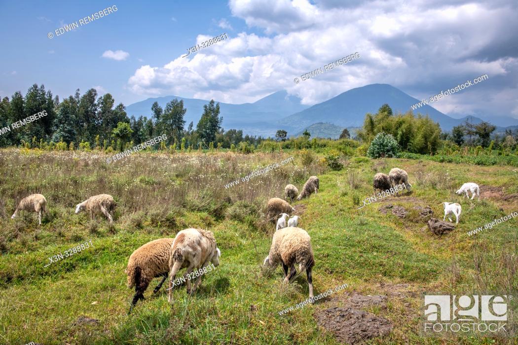 Stock Photo: Sheep grazing in open field with volcanic mountains in the distance , Kinigi, Rwanda.