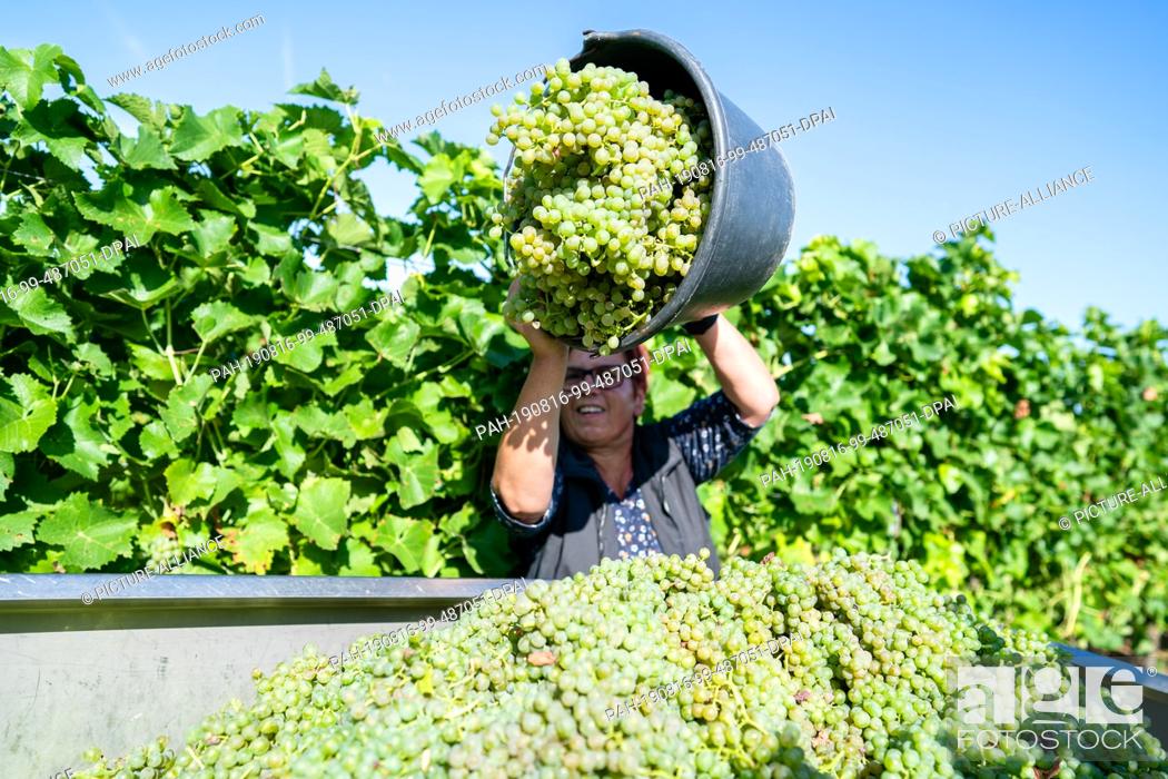 Stock Photo: 16 August 2019, Rhineland-Palatinate, Neustadt an der Weinstraße: An employee pours grapes of the ""Solaris"" variety into a collection container in a vineyard.