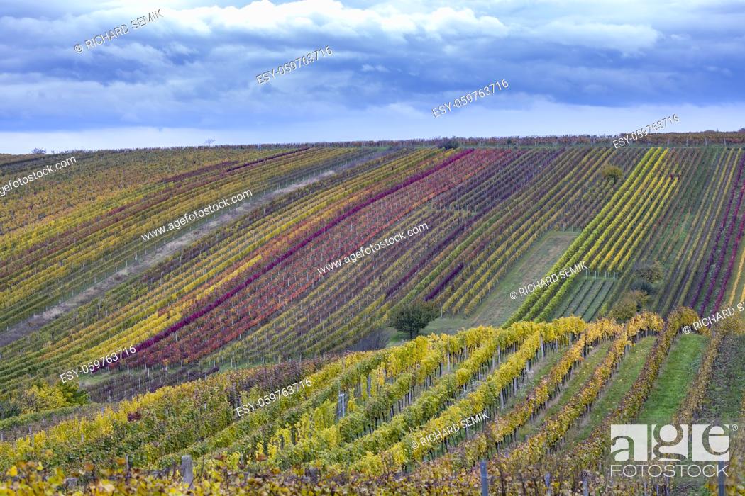 Stock Photo: Autumn vineyard near Cejkovice, Southern Moravia, Czech Republic.