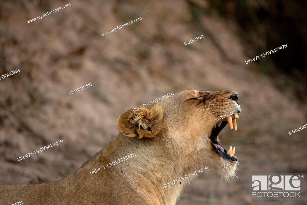 Stock Photo: Serengeti National Park. Lioness yawning (Panthera leo). Tanzania.