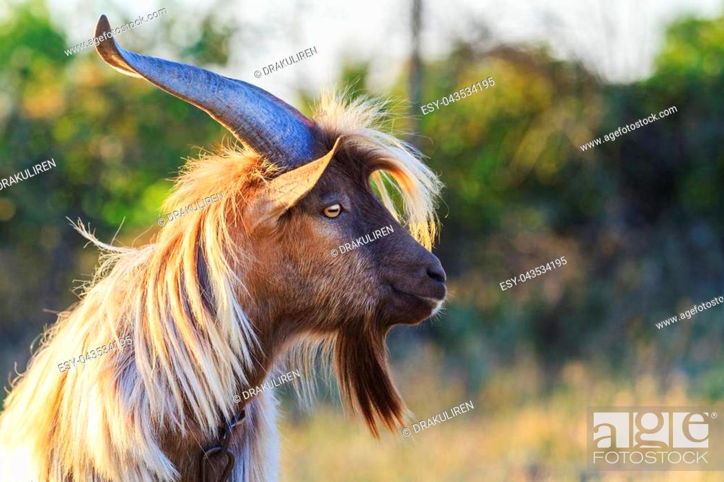 50+ Black Long Haired Goat Stock Photos, Pictures & Royalty-Free Images -  iStock