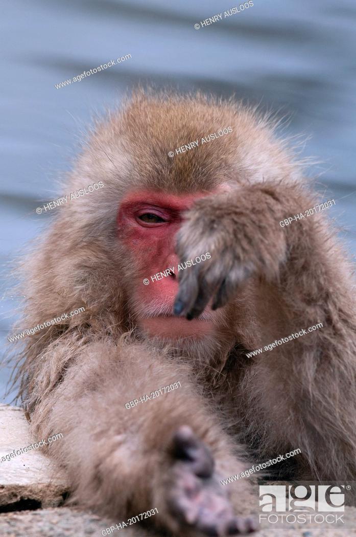 Imagen: Japanese macaque or snow japanese monkey (Macaca fuscata), Japan.