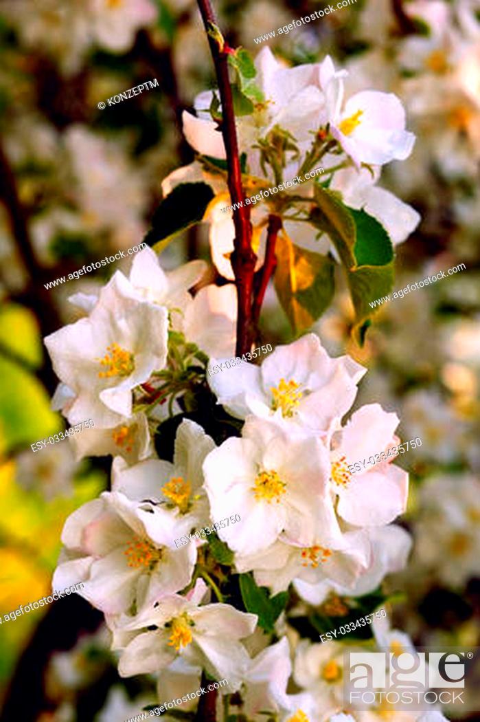 Stock Photo: Close up of apple flowers in the warm evening sun, spring, by Beckingen, Saarland / Germany.