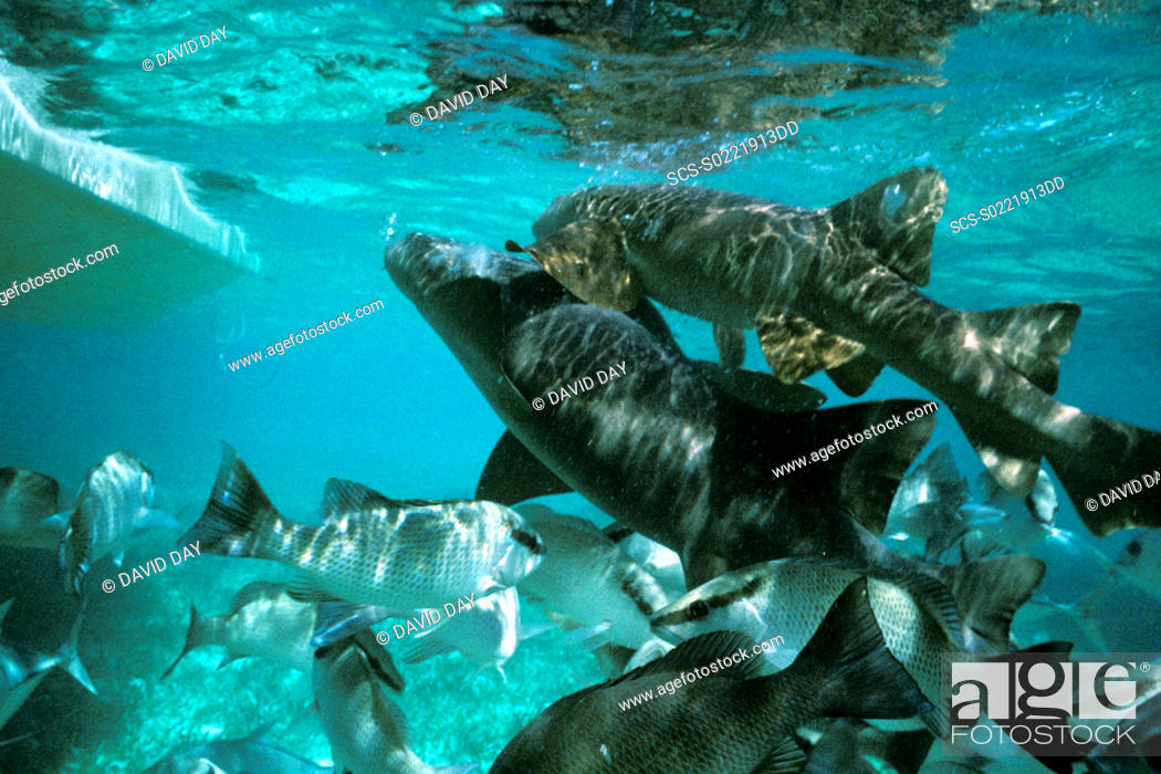 Stock Photo: Nurse sharks Ginglymostoma cirratum and snappers underwater with boat Shark Alley, Ambergris Caye, Belize 2003.