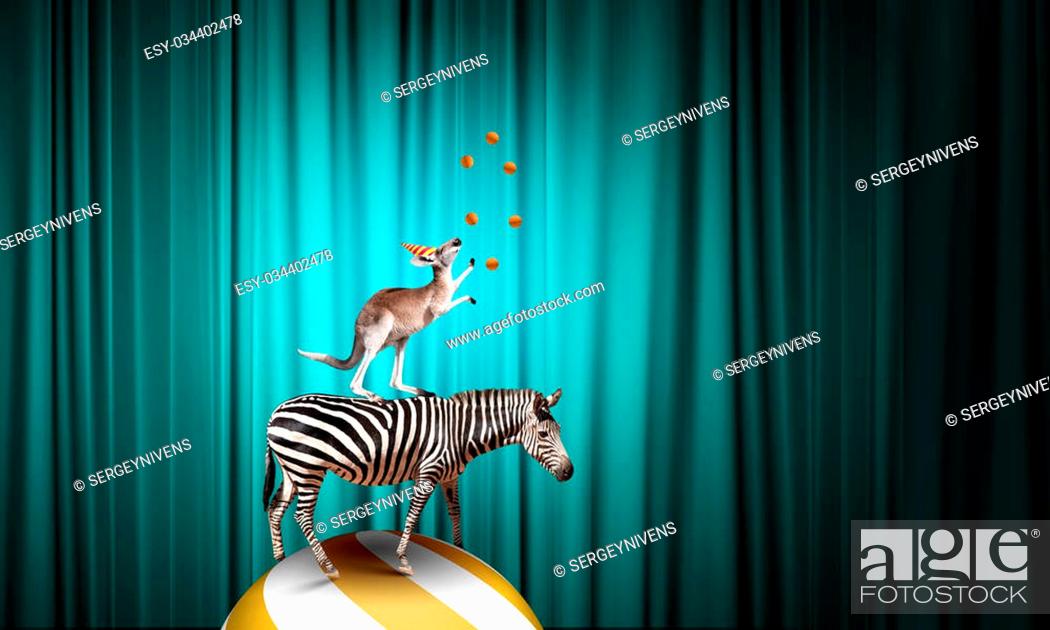 Circus animals standing in stack and balancing on ball, Stock Photo,  Picture And Low Budget Royalty Free Image. Pic. ESY-034402478 | agefotostock