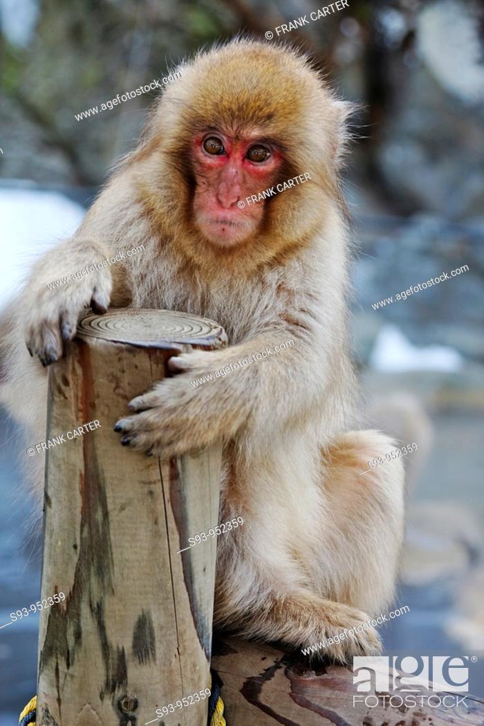 Stock Photo: A snow monkey japanese Macaque in the Jigokudani Yaen-Koen hot spring.