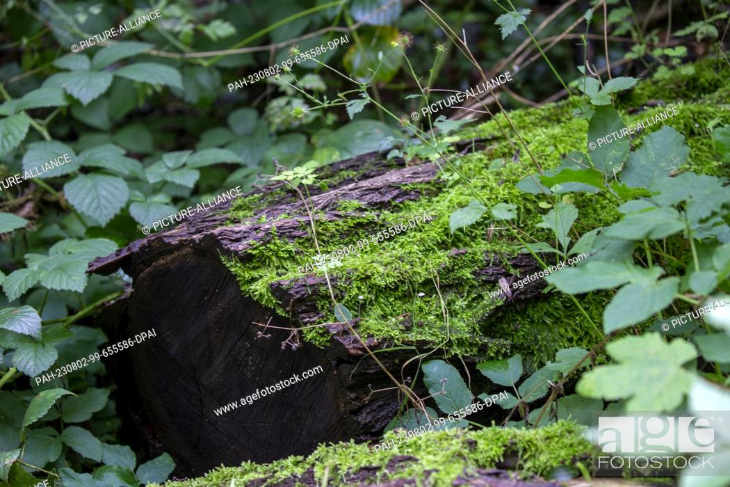 Stock Photo: PRODUCTION - 01 August 2023, North Rhine-Westphalia, Königswinter: Moss grows on a fallen tree trunk in the forest of the Siebengebirge.