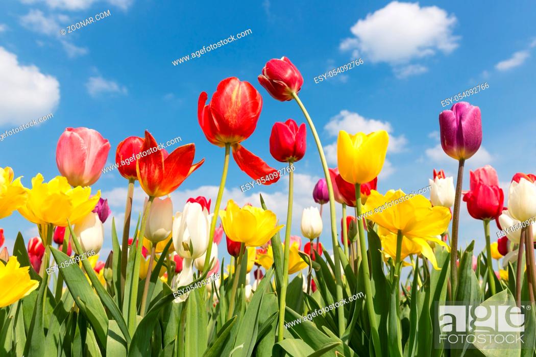 Stock Photo: Beautiful colorful tulips against a blue sky with clouds.