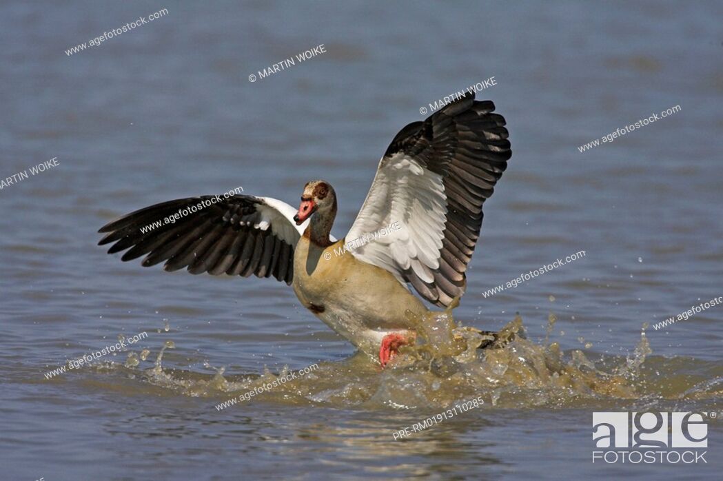 Stock Photo: Egyptian goose, Alopochen aegyptiacus.