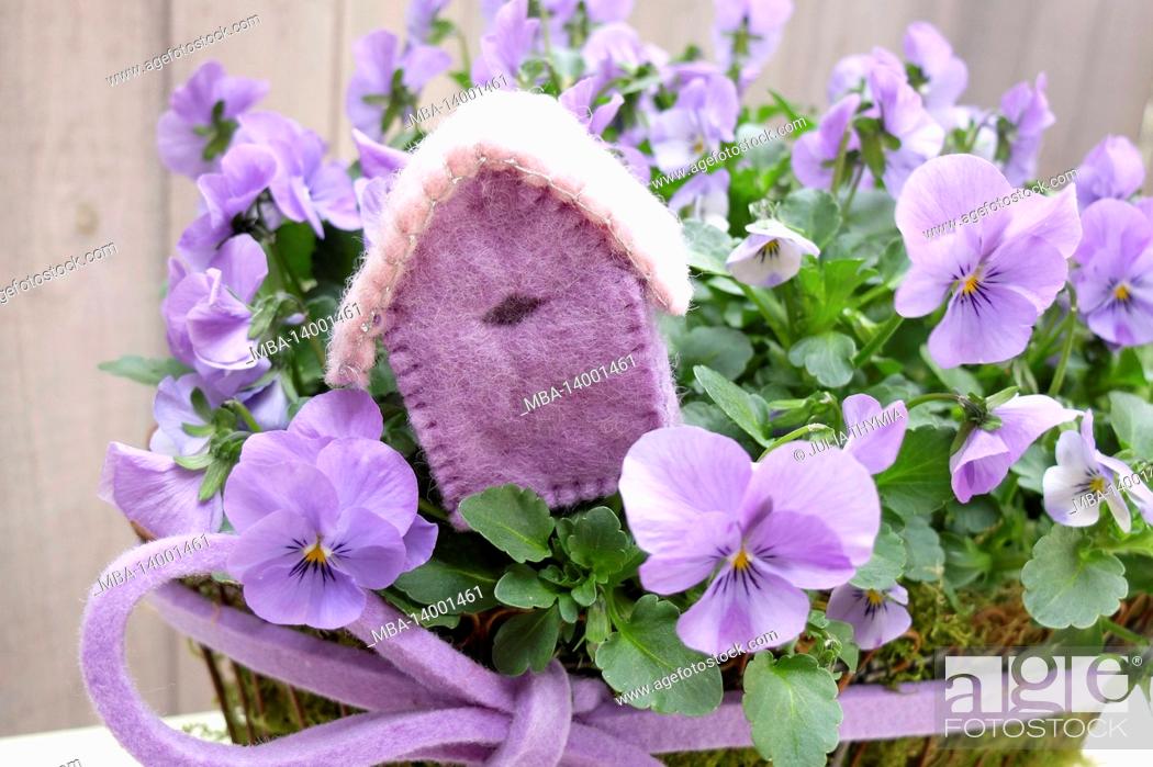 Stock Photo: purple horned violet (viola cornuta) in a pot with decoration.