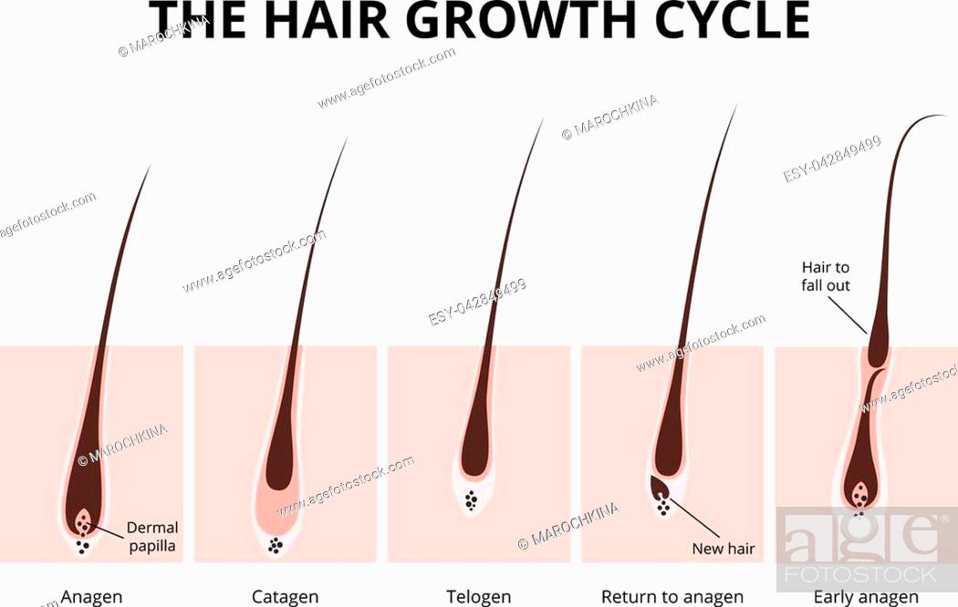 hair growth phase, anatomy diagram of human hair, Stock Vector, Vector And  Low Budget Royalty Free Image. Pic. ESY-042849499 | agefotostock