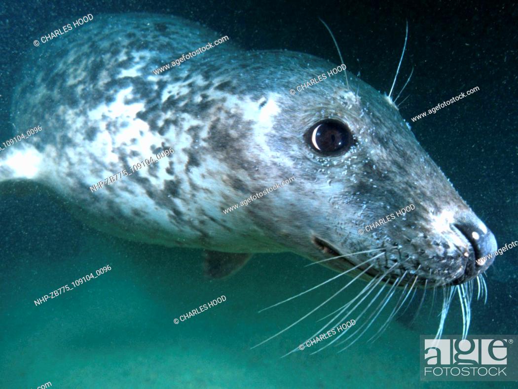 Stock Photo: Grey seal  Date: 16/1/01  Ref: ZB775-109104-0096  COMPULSORY CREDIT: Oceans Image/Photoshot.