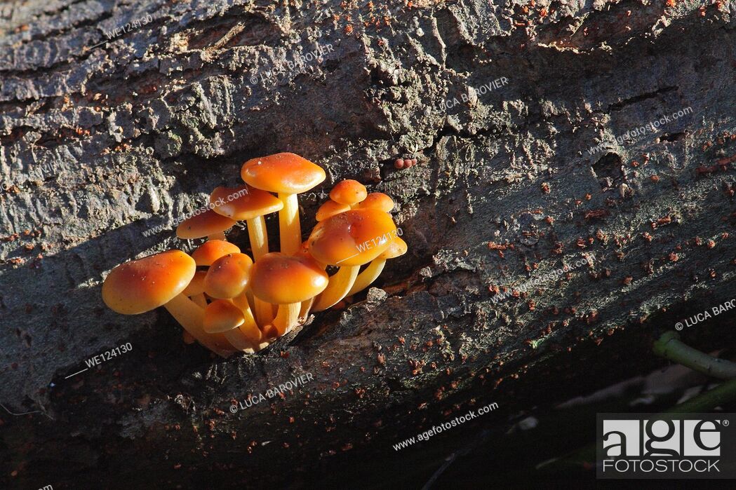 Stock Photo: A group of mushrooms on the trunk.