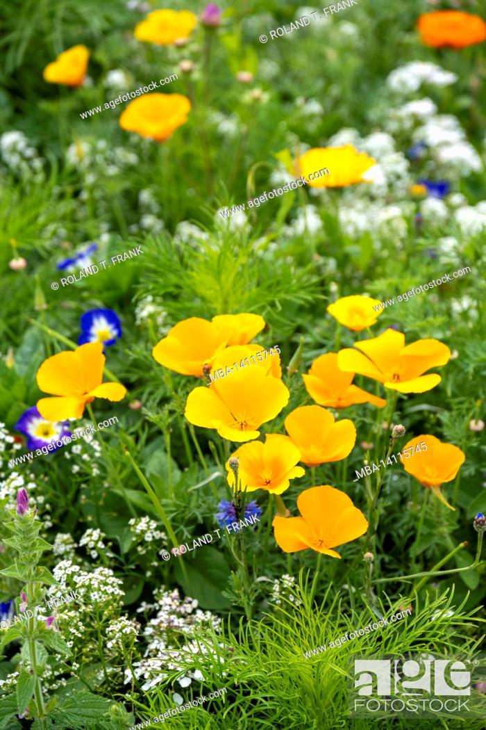 Stock Photo: flower meadow by the wayside.