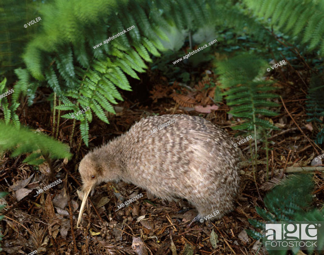 New Zealand, forest ground, Streifenkiwi, Apteryx australis, Nahrungssuche,  North island, forest, Stock Photo, Picture And Rights Managed Image. Pic.  MB-03802555 | agefotostock