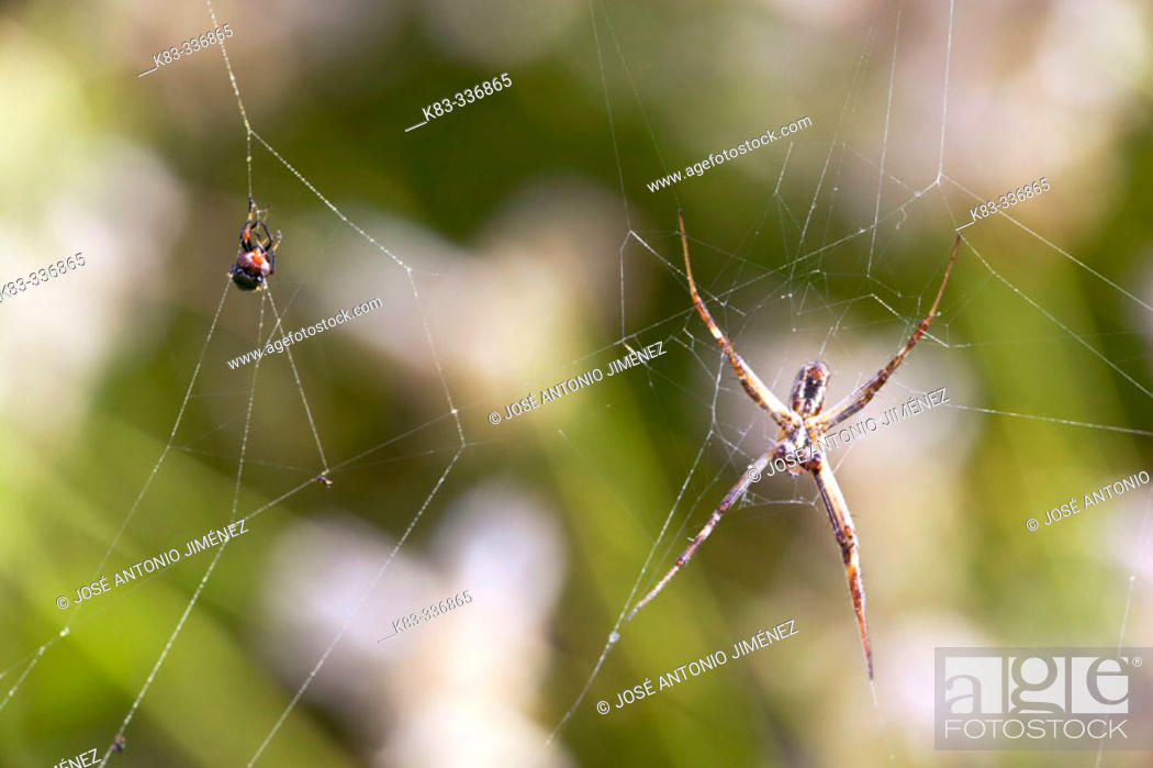 Imagen: Spider (Argiope lobata).