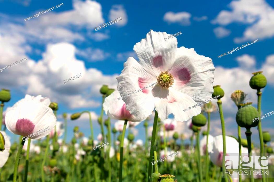 Detail Of Flowering Opium Poppy In Latin Papaver Somniferum Poppy Field Stock Photo Picture And Low Budget Royalty Free Image Pic Esy 051239985 Agefotostock