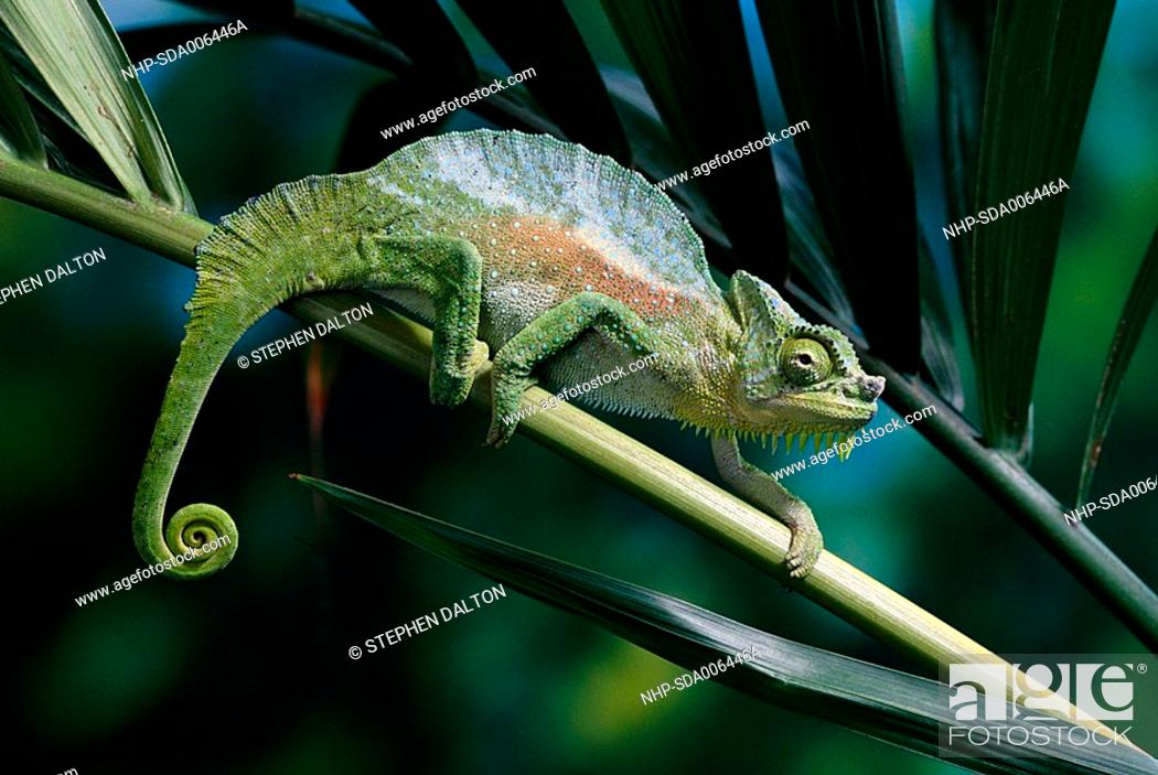 FOUR-HORNED CHAMELEON Chamaeleo quadricornis Native to eastern Africa,  Stock Photo, Picture And Rights Managed Image. Pic. NHP-SDA006446A |  agefotostock