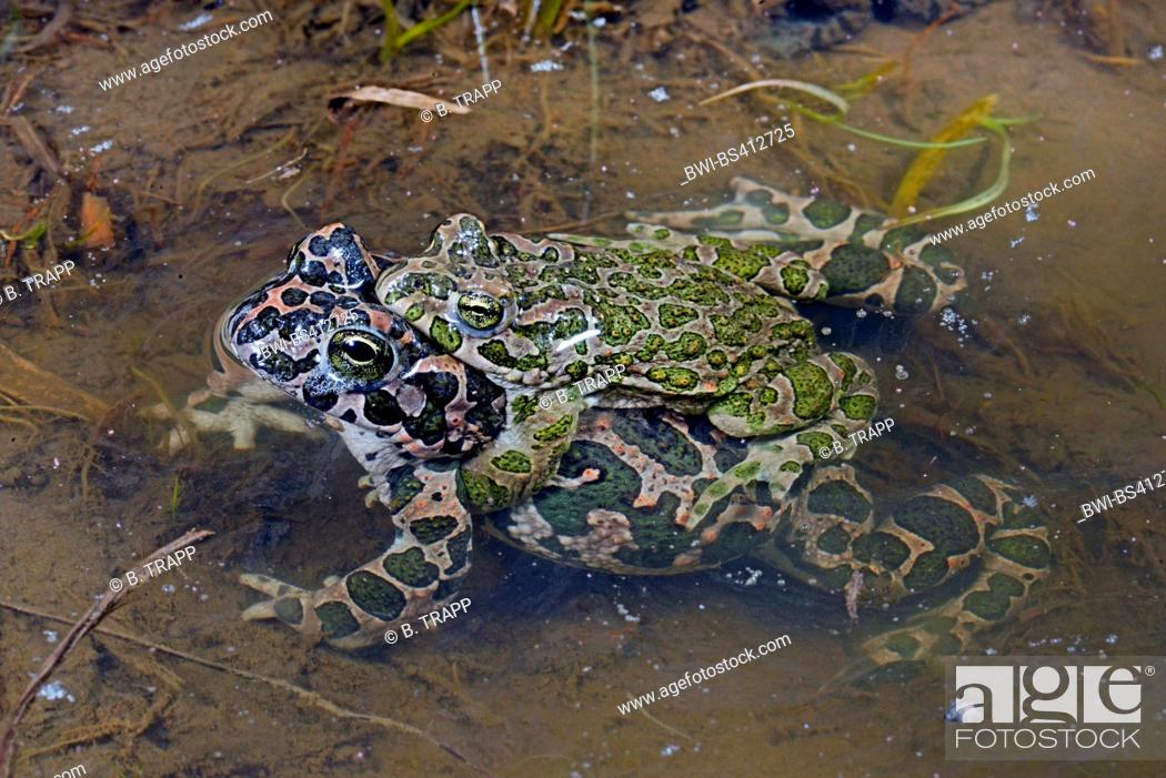 Stock Photo: Eastern Green toad, Eastern Variegated toad (Bufo viridis variabilis, Bufo variabilis, Bufotes viridis, Bufotes variabilis ), mating in amplexus, Romania.