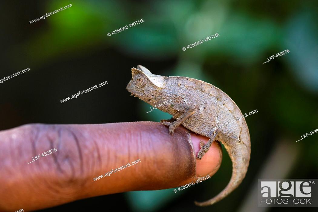 Tiny brown leaf chameleon on a finger, Brookesia superciliaris, Rainforest,  Madagascar, Africa, Stock Photo, Picture And Rights Managed Image. Pic.  LKF-453876 | agefotostock