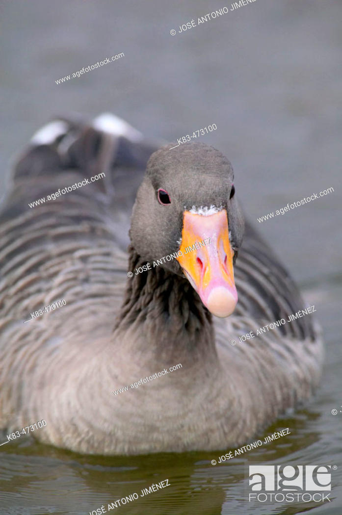 Stock Photo: Greylag Goose (Anser anser).