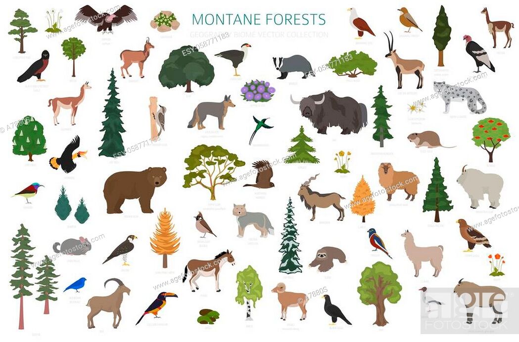 Montane forest biome, natural region infographic. Terrestrial ecosystem  world map, Stock Vector, Vector And Low Budget Royalty Free Image. Pic.  ESY-058771183 | agefotostock