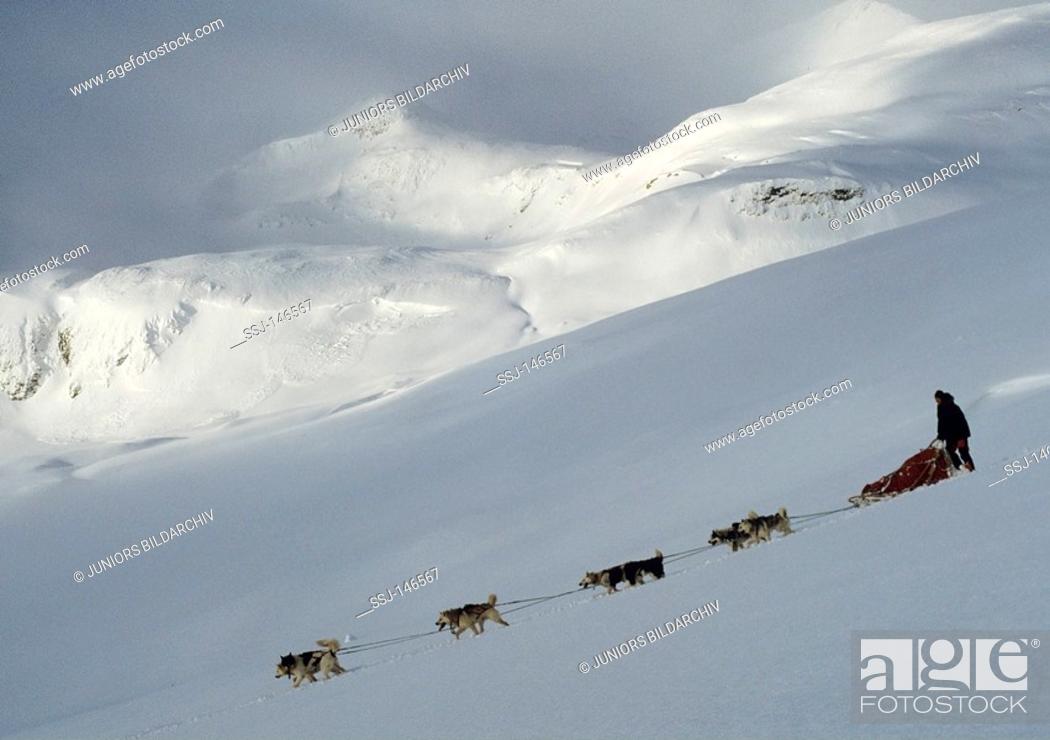 Stock Photo: huskies - pulling sledge.