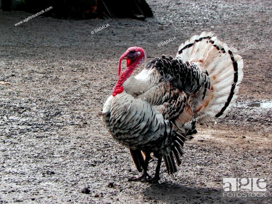 Turkey, bird, nature, gobbler, thanksgiving, animal, gobble, Stock Photo,  Picture And Low Budget Royalty Free Image. Pic. ESY-040189810 | agefotostock
