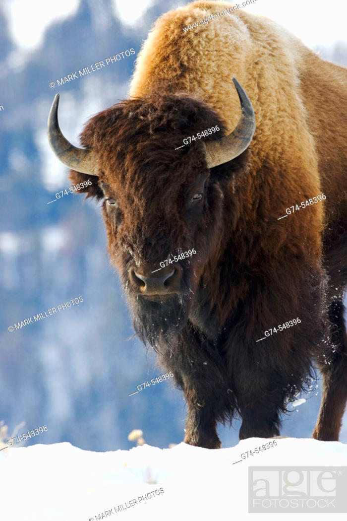 Stock Photo: An American Bison, or buffalo, in the winter of Yellowstone National Park, USA.