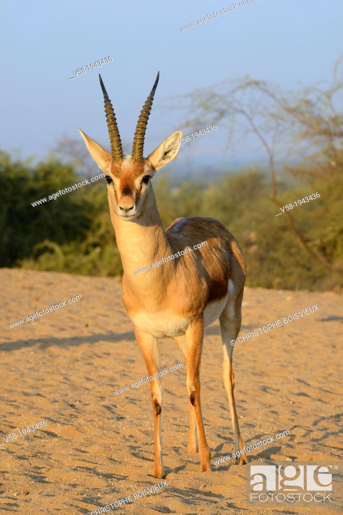 India, Rajasthan, Jodhpur region, Wild Chinkara (Indian gazelle), Stock  Photo, Picture And Rights Managed Image. Pic. V58-1943436 | agefotostock