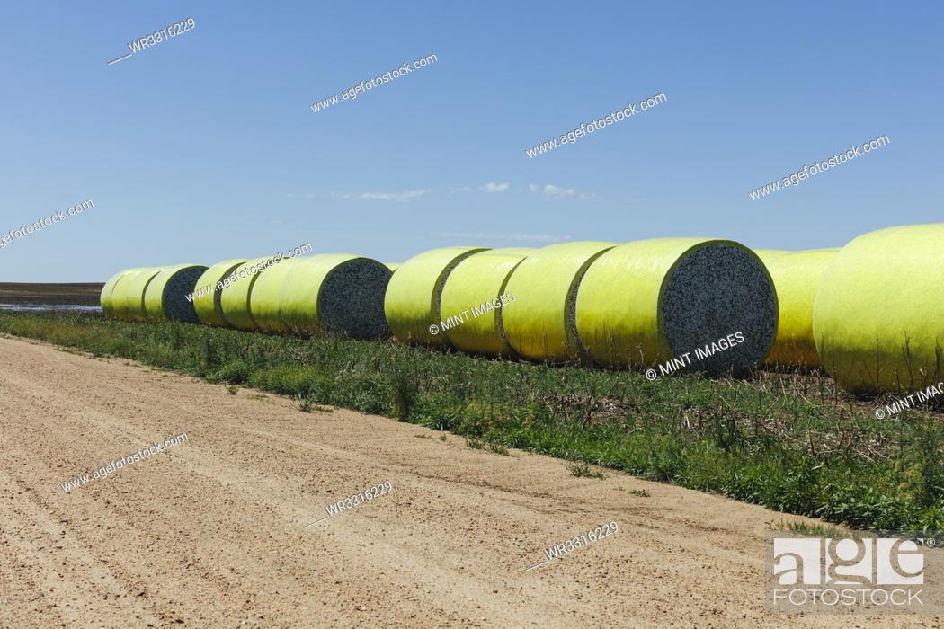 Stock Photo: Harvested cotton bales wrapped in yellow plastic vinyl.