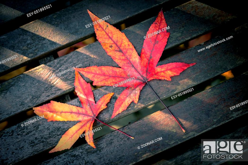 Imagen: Two red purple and yellow autumn leaves on a wooden table background.