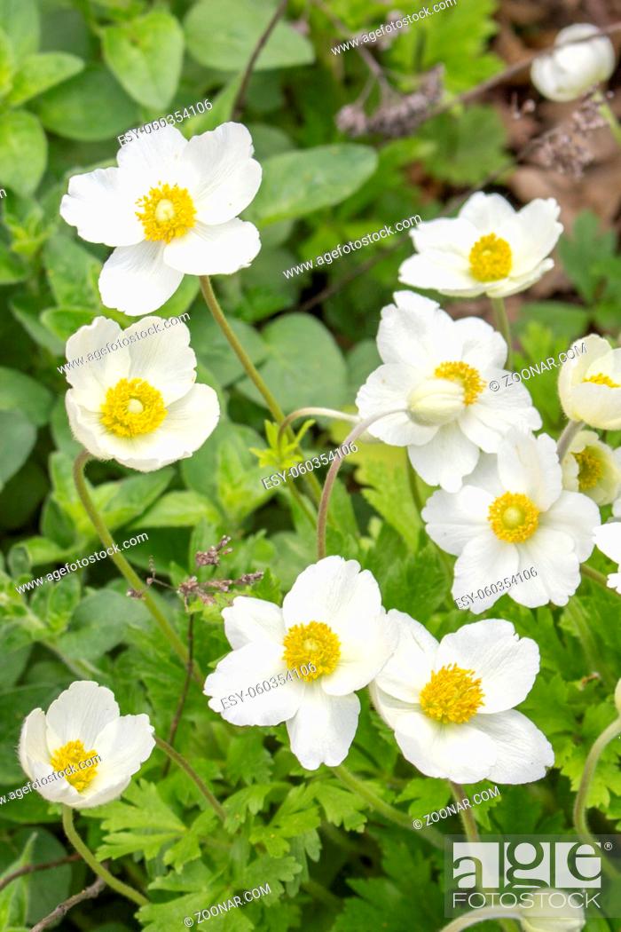 Stock Photo: White anemones. Natural buttercups anemones buttercups with nature garden plant white petals yellow stamens, early spring flowers.
